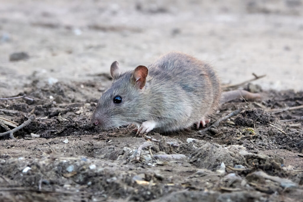 rodent control services